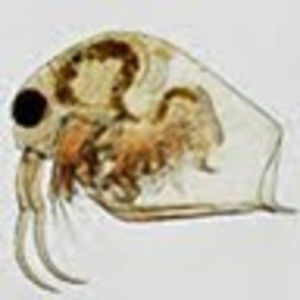 Meet your Posher, Mr. jones